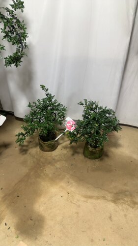 一物一拍盆景绿植盆栽室内办公室植物四季常青桌面客厅好养