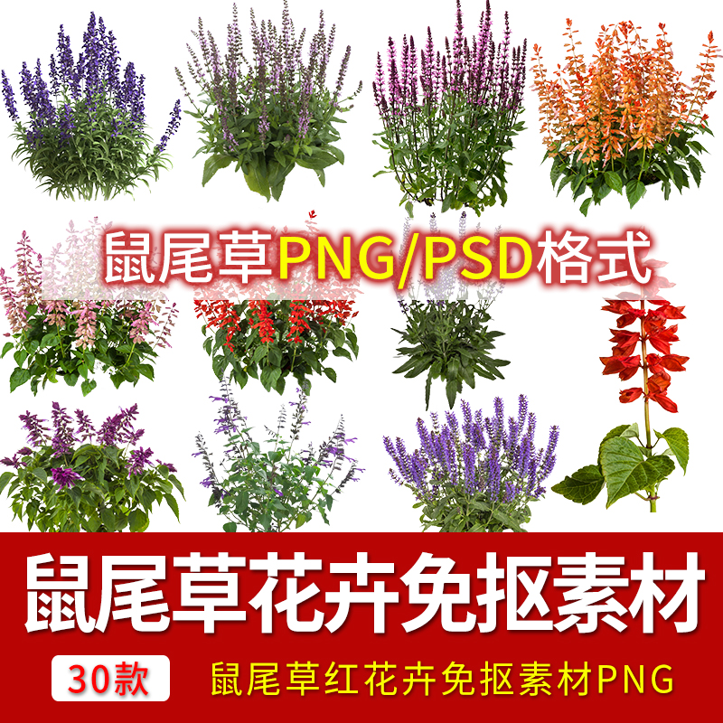 建筑园林景观PS高清花境草本观赏植物PSD鼠尾草红花卉免抠素材 个性定制/设计服务/DIY 设计素材源文件 原图主图