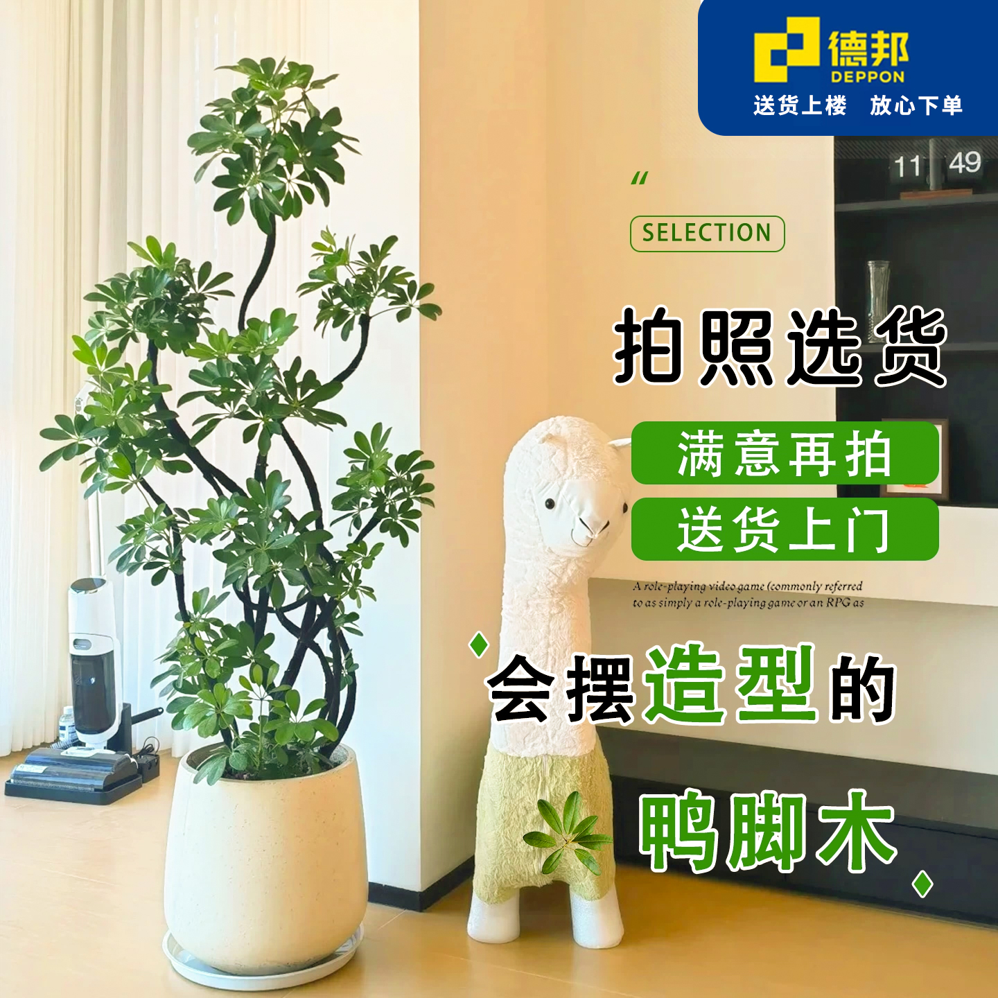 造型鸭脚木绿植大型盆栽