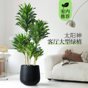 太阳神盆栽老桩龙血树北欧网红室内客厅大型植物植物多头竹蕉绿植