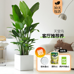 天堂鸟客厅植物室内大盆栽大型真绿植办公乔迁公司落地花卉鹤望兰