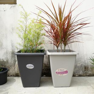 新品环球高方盆霍伦系列月季 铁线莲百合盆木本植物拍下改运费