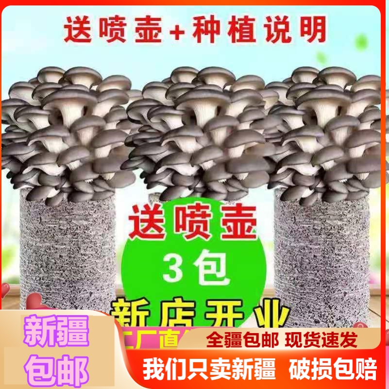 新疆西藏包邮【买一发三】家庭蘑菇菌包食用菌室内蘑菇种植菌棒种