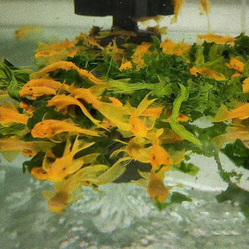 黄金胡子鱼工具鱼擦缸清洁除藻
