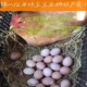 正宗土鸡蛋农家散养农家林下散养纯粮土鸡蛋笨鸡柴鸡蛋草鸡蛋60枚