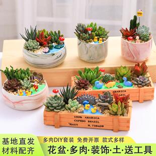 多肉植物组合盆栽套餐diy微景观材料包三八植树节教师节活动材料