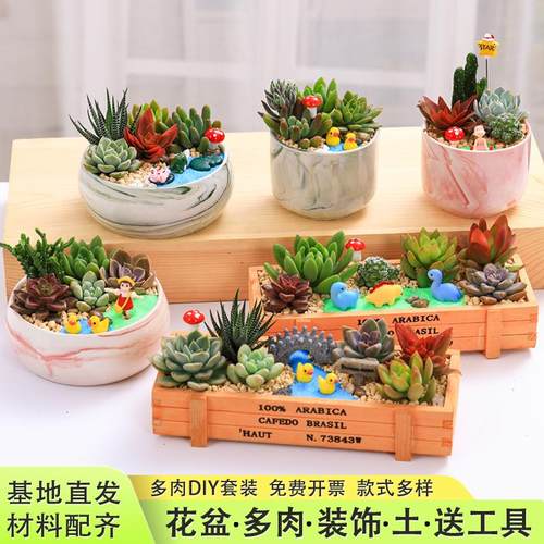 多肉植物组合盆栽套餐diy微景观材料包三八植树节教师节活动材料