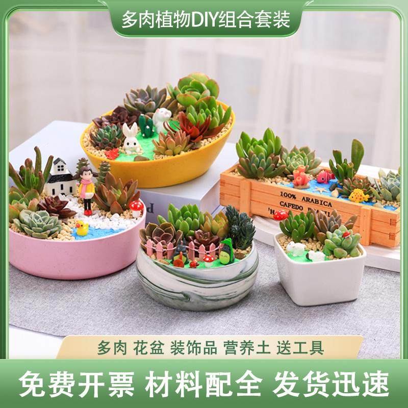 多肉植物组合盆栽手工diy材料包好养社区公司暖场活动绿植花卉,鲜花速递/花卉仿真/绿植园艺,多肉植物,淘宝优惠券,粉丝福利购,淘宝优惠卷