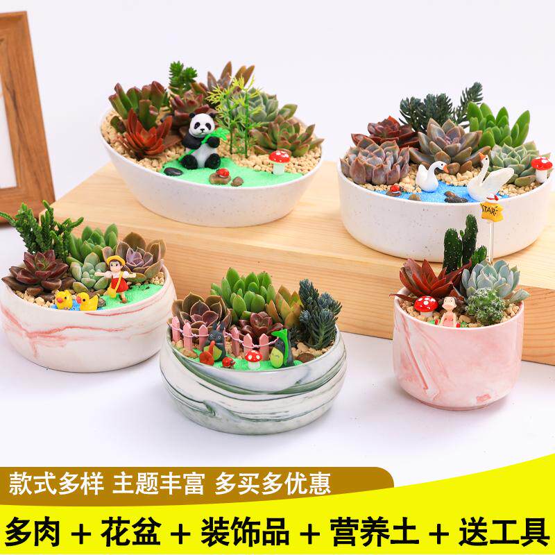 陶瓷花盆多肉DIY微景观材料包多肉植物组合公司社团活动多肉盆栽,鲜花速递/花卉仿真/绿植园艺,多肉植物,淘宝优惠券,粉丝福利购,淘宝优惠卷