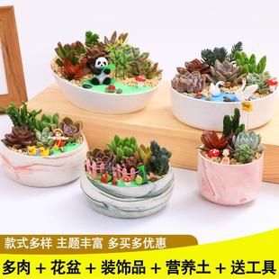 陶瓷花盆多肉DIY微景观材料包多肉植物组合公司社团活动多肉盆栽