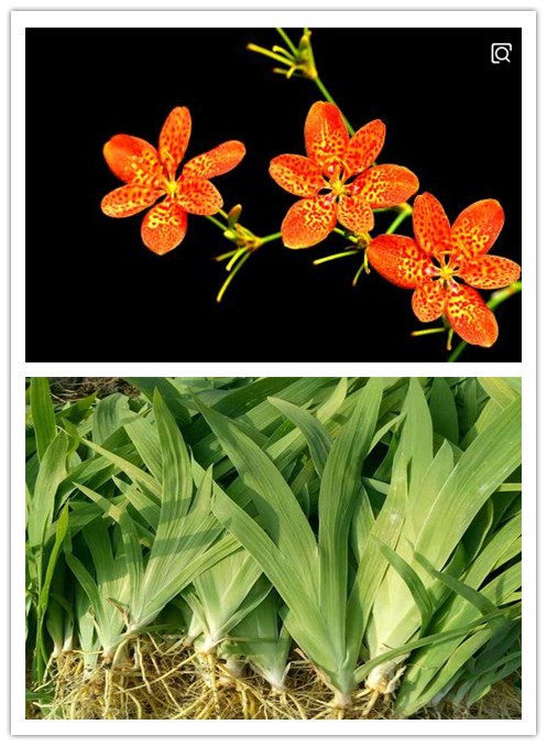 现挖射干苗 药材苗 蝴蝶花苗子 观赏种苗射干花苗 基地1000万棵