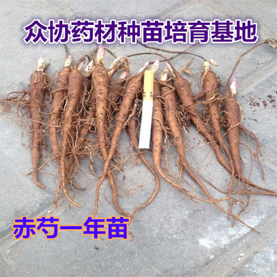 现挖药用栽子回收正品种苗