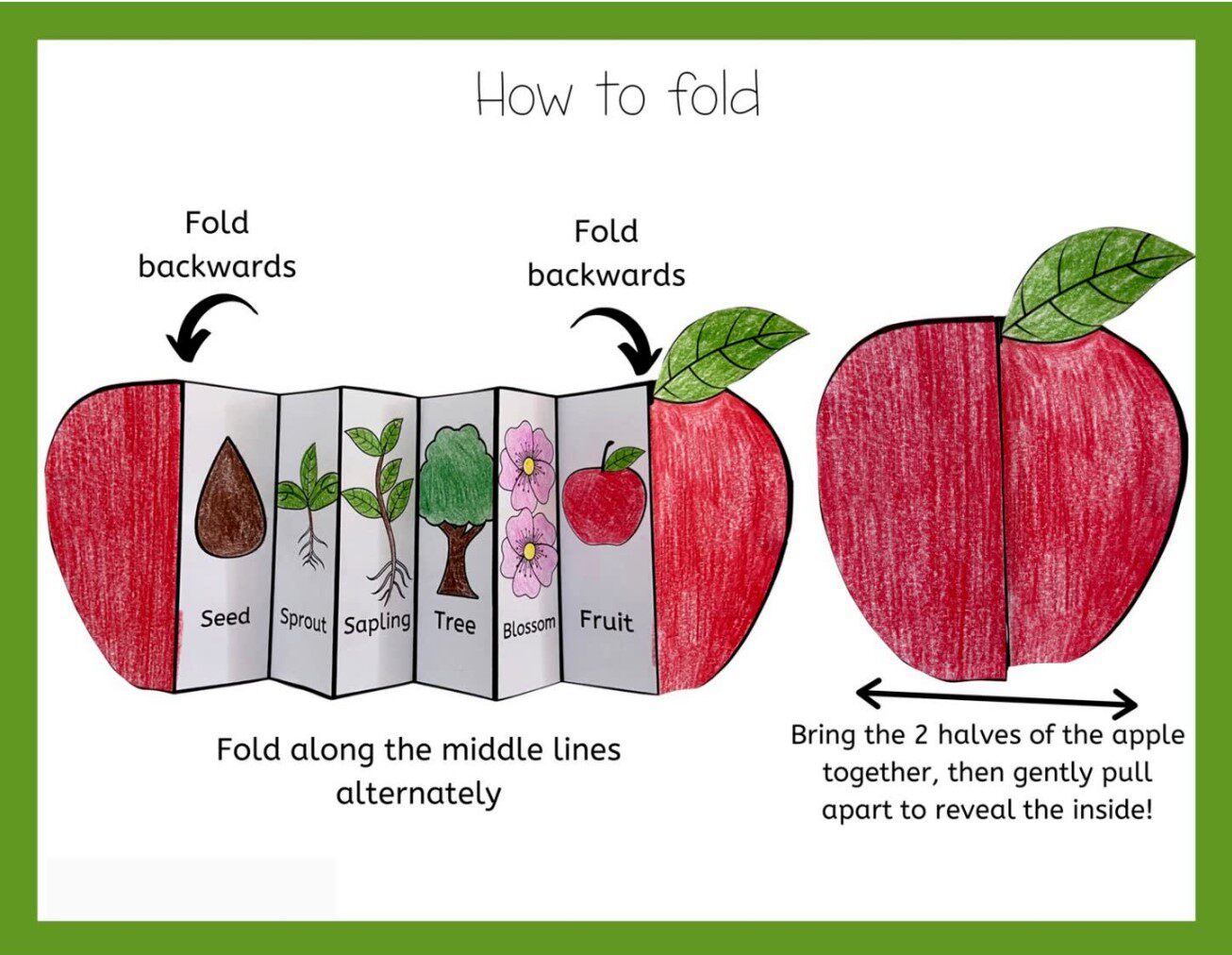 可打印生命周期蒙氏14套动物植物life circle生命周期幼儿英素材