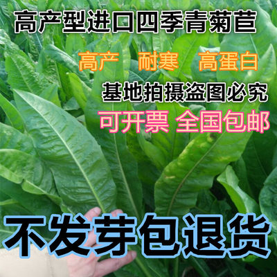 牧草将军牛羊可利四季青菊苣