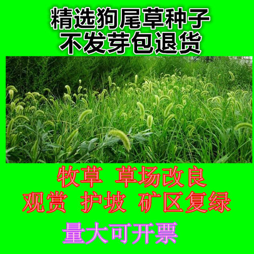 观赏矿区生命力绿化易种狗尾草