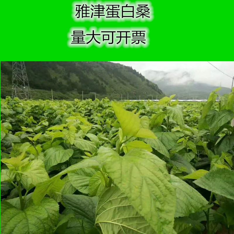 雅津蛋白桑饲料桑树苗大叶桑高蛋白多年生牧草鸡鸭鹅兔牛羊牧草 鲜花速递/花卉仿真/绿植园艺 家庭园艺种子 原图主图