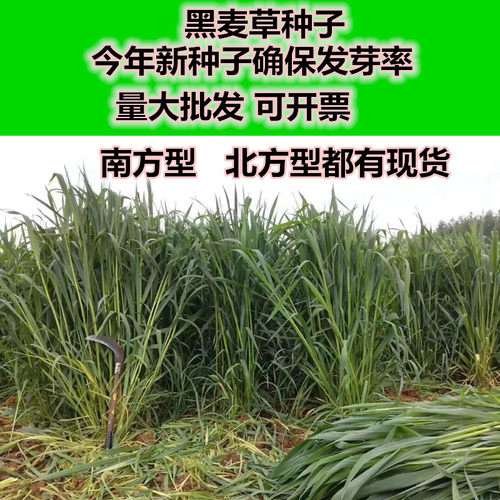 冬牧70黑麦草宽叶高产四季种子