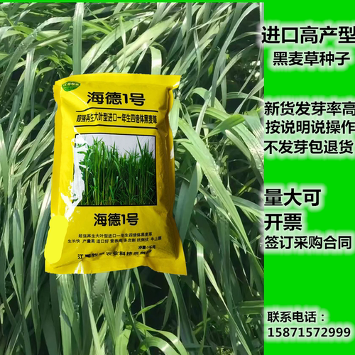 进口宽叶直立型1号冬季黑麦草