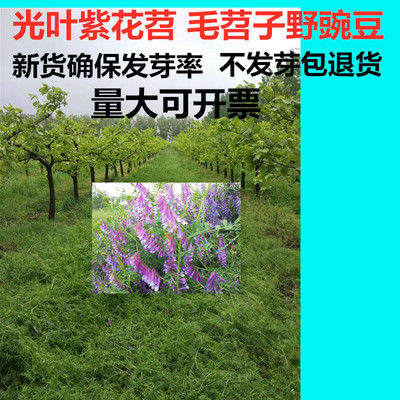 光叶紫花苕毛苕子蜜源用果园种子