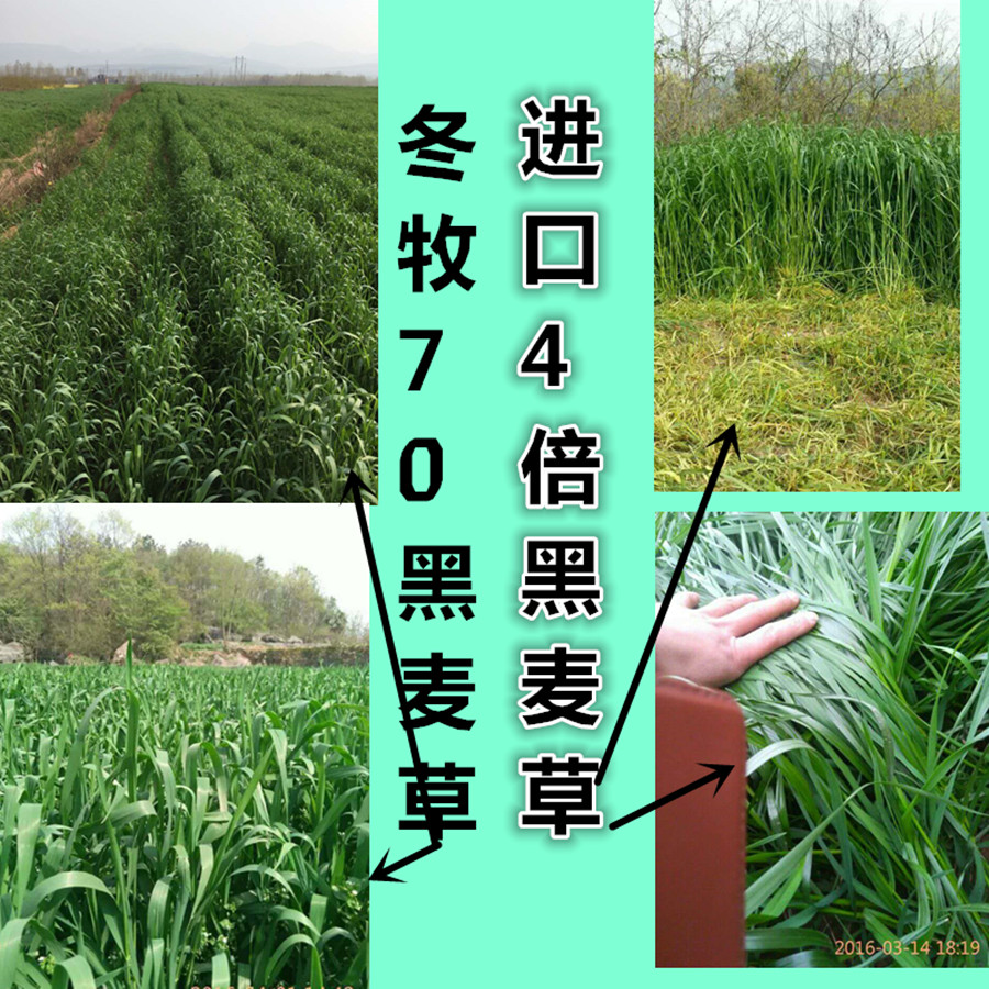 冬季牛羊方型黑麦草猪草牧草籽
