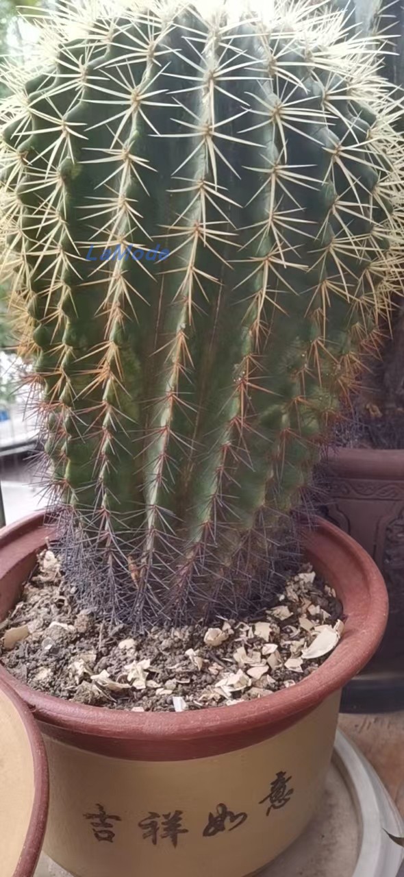 仙人球/养护6年/高57cm/胸径25cm/含盆重量约30斤/特大多肉/旺盛