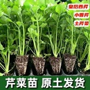正宗四季 基地发货 芹菜苗皇后西芹秧苗小香芹西芹菜后院种植