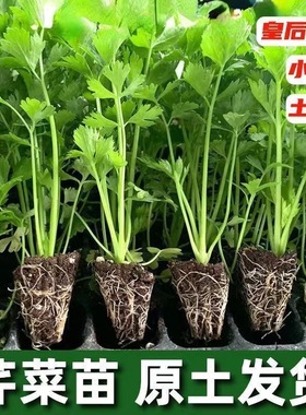 正宗四季芹菜苗皇后西芹秧苗小香芹西芹菜后院种植,基地发货