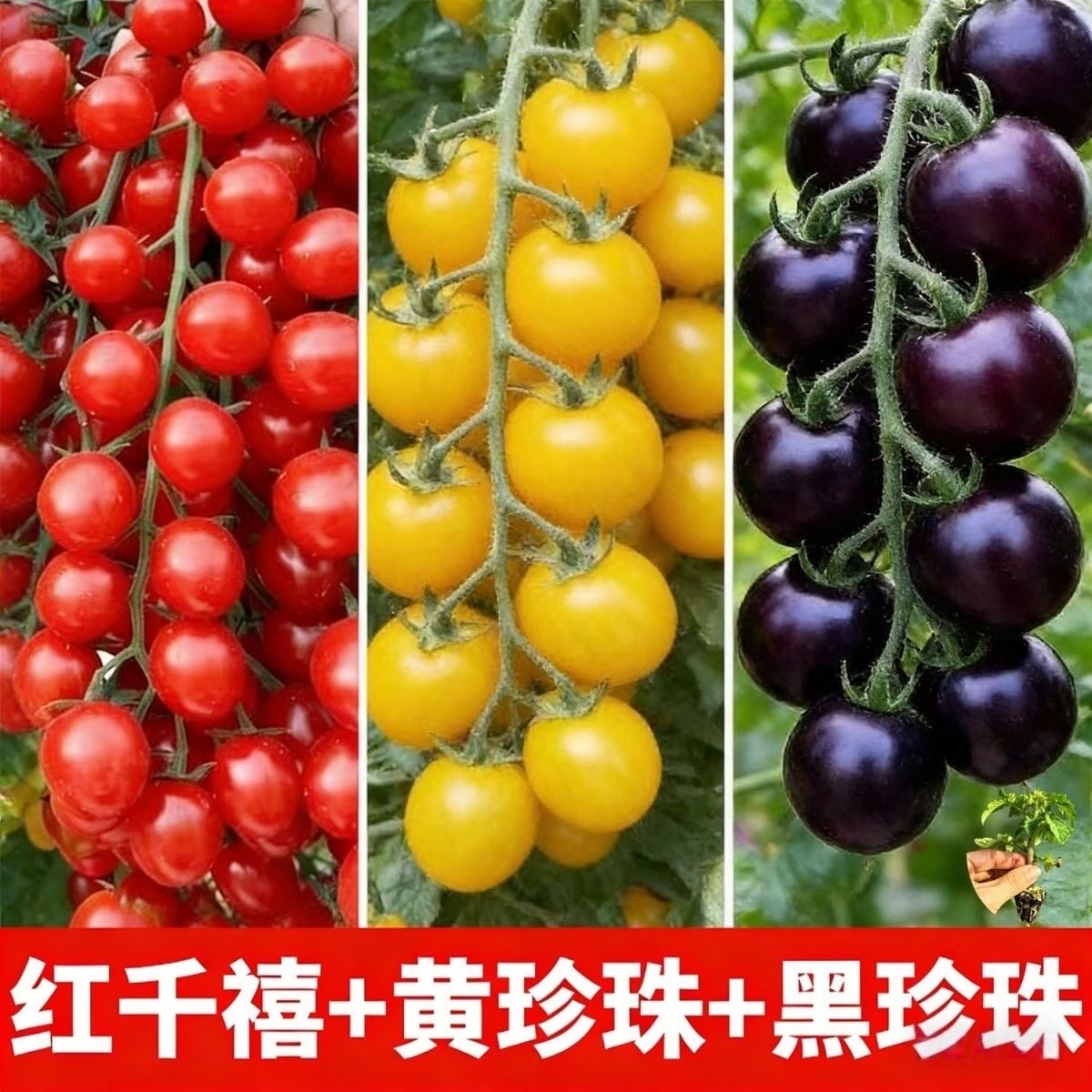 超甜千禧圣女果苗正宗爆甜薄皮红黄小番茄种子蔬菜苗千禧果秧苗