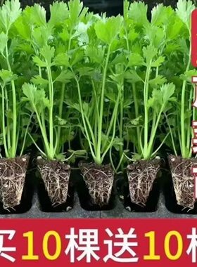 芹菜秧苗幼苗四季西芹带土发货香芹春秋蔬菜阳台盆栽耐寒