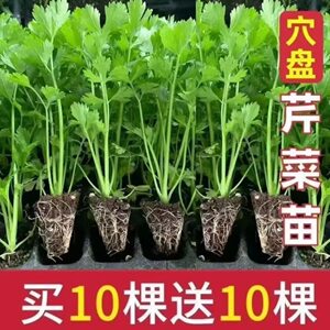 芹菜秧苗幼苗四季西芹带土发货香芹春秋蔬菜阳台盆栽耐寒