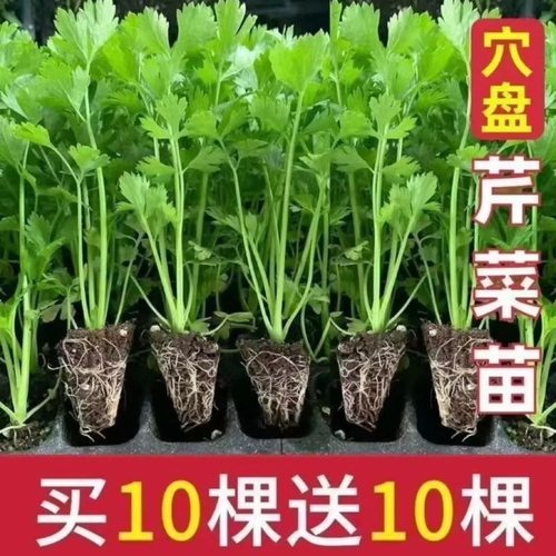 芹菜秧苗幼苗四季西芹带土发货香芹春秋蔬菜阳台盆栽耐寒