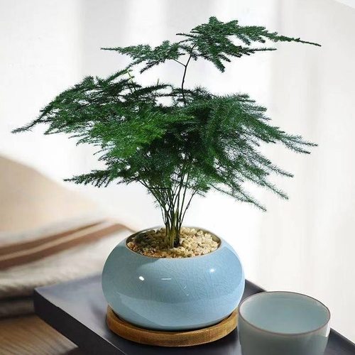 文竹盆栽植物室内好养绿植办公室桌面四季花卉迷你盆景