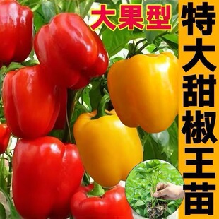 【可生吃】脆甜五彩水果甜椒苗大果红黄紫青灯笼椒四季阳台盆栽