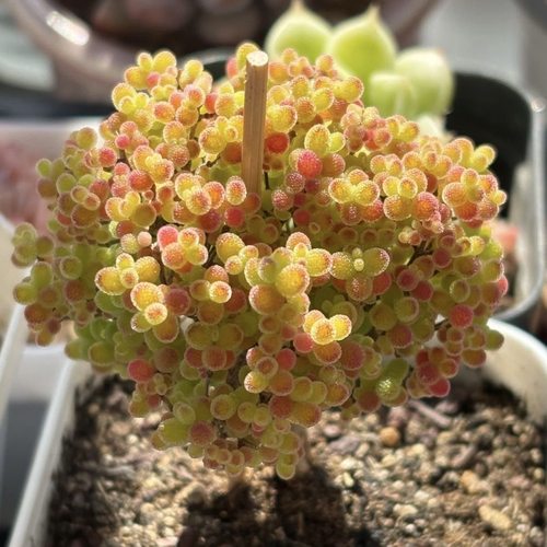 密叶糖球枝干番杏多肉植物室内稀有花卉小盆栽群生老桩糖果造型桩