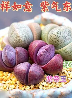 紫帝玉 紫元宝玉 多肉植物 肉肉植物 生石花萌肉肉组合盆栽陌