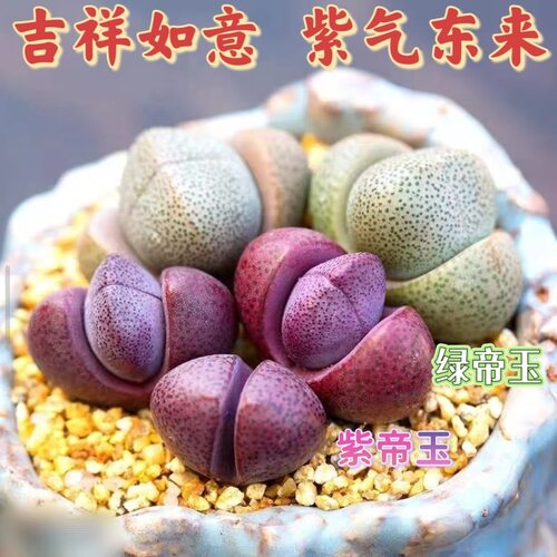 紫帝玉 紫元宝玉 多肉植物 肉肉植物 生石花萌肉肉组合盆栽陌