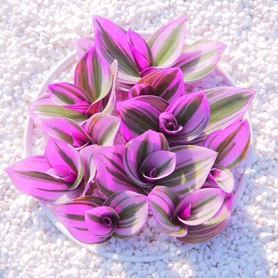 吊兰新款油画婚礼观叶花卉盆栽好养活七彩夺目易爆盆桌面绿植