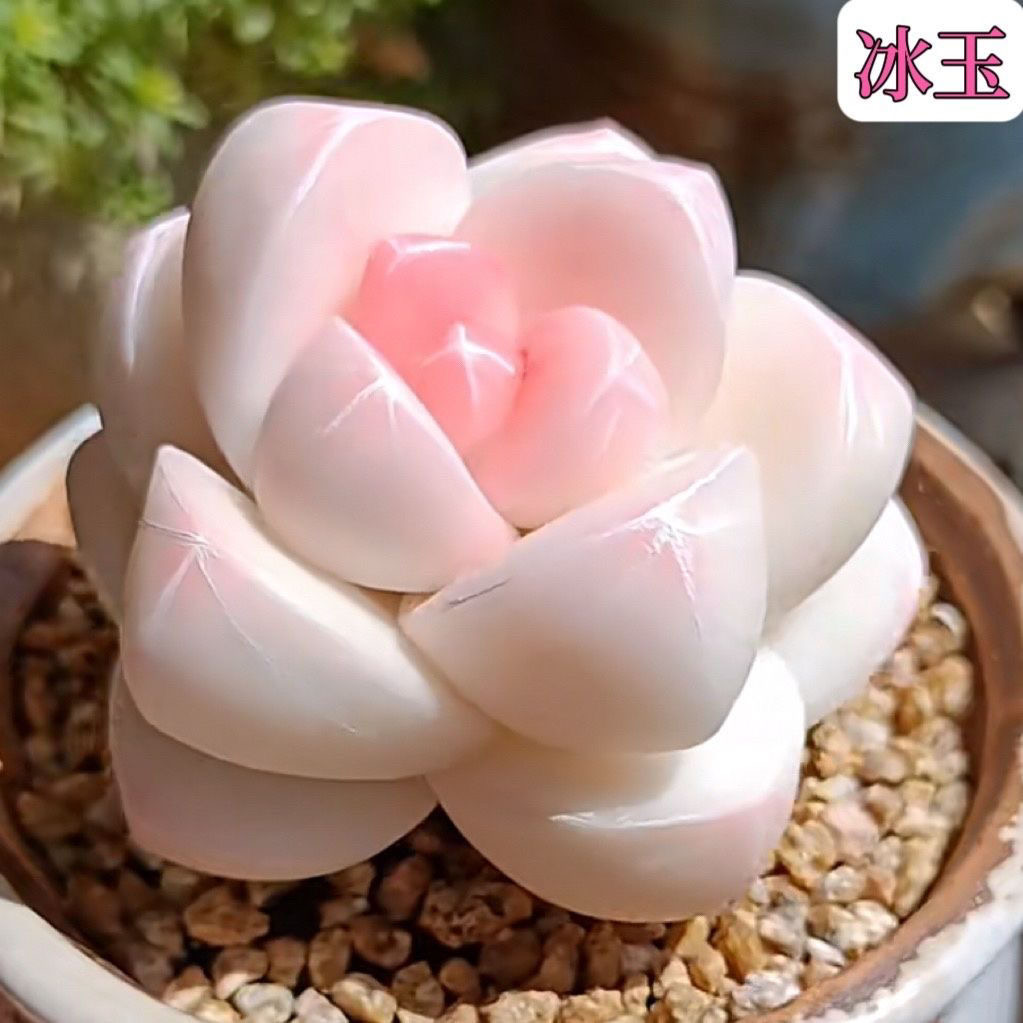 奶油冰玉高颜值玉蝴蝶白透花卉多肉植物室内办公室桌面盆栽好养活
