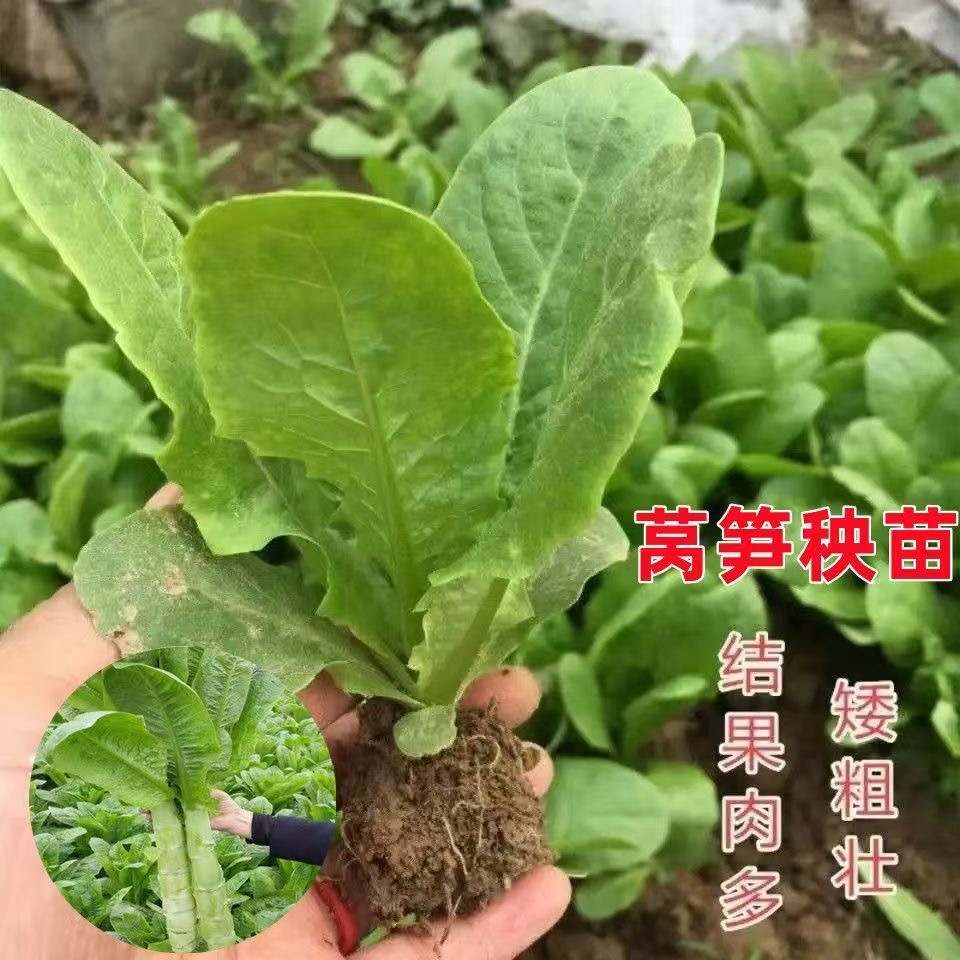 青皮青肉青笋秧苗秋冬季莴笋苗全国可移栽蔬菜秧苗大全