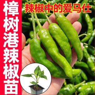 阳台盆栽湖南樟树港种子薄皮辣椒 正宗樟树港辣椒苗秧苗带土球四季