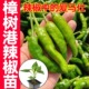 正宗樟树港辣椒苗秧苗带土球四季 阳台盆栽湖南樟树港种子薄皮辣椒
