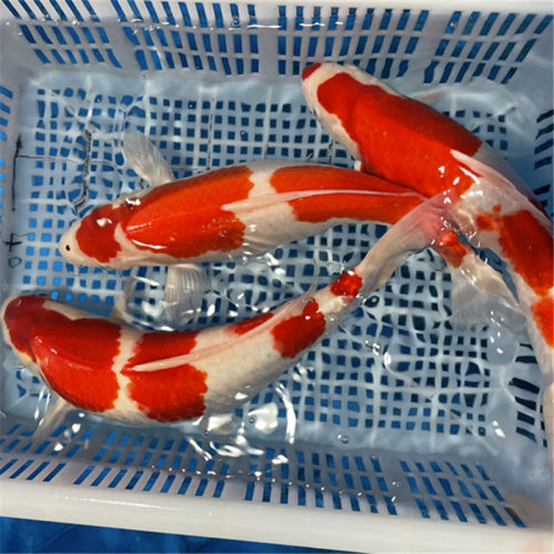 日本纯种高档观赏鱼淡水锦鲤