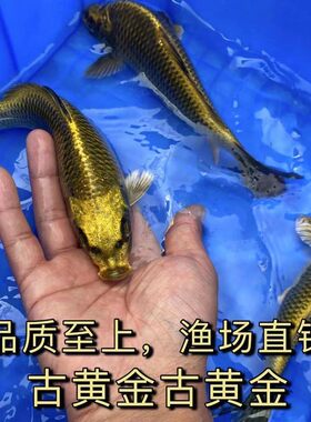 锦鲤淡水冷水鱼渔场直销重金属鱼