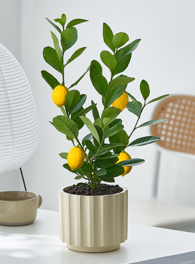 【阳台植物】香水柠檬树盆栽室外四季常青可食用水果树苗叶子清香