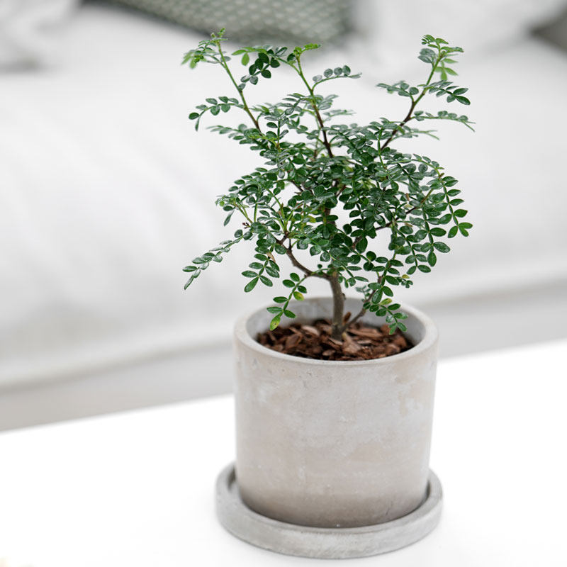 日式风格观叶清香木胡椒桌面小清新植物网红ins创意植物盆栽