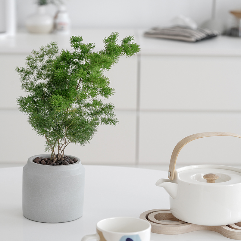 北欧风净化空气蓬莱松盆栽植物室内小盆景 生肖猴