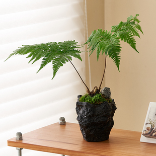 北欧ins红磷蕨一叶蕨客厅书房室内桌面植物观叶净化空气绿植盆栽