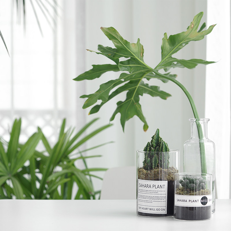 仙人球仙人掌景观杯万重山玻璃易养护ins风微景观盆栽防辐射