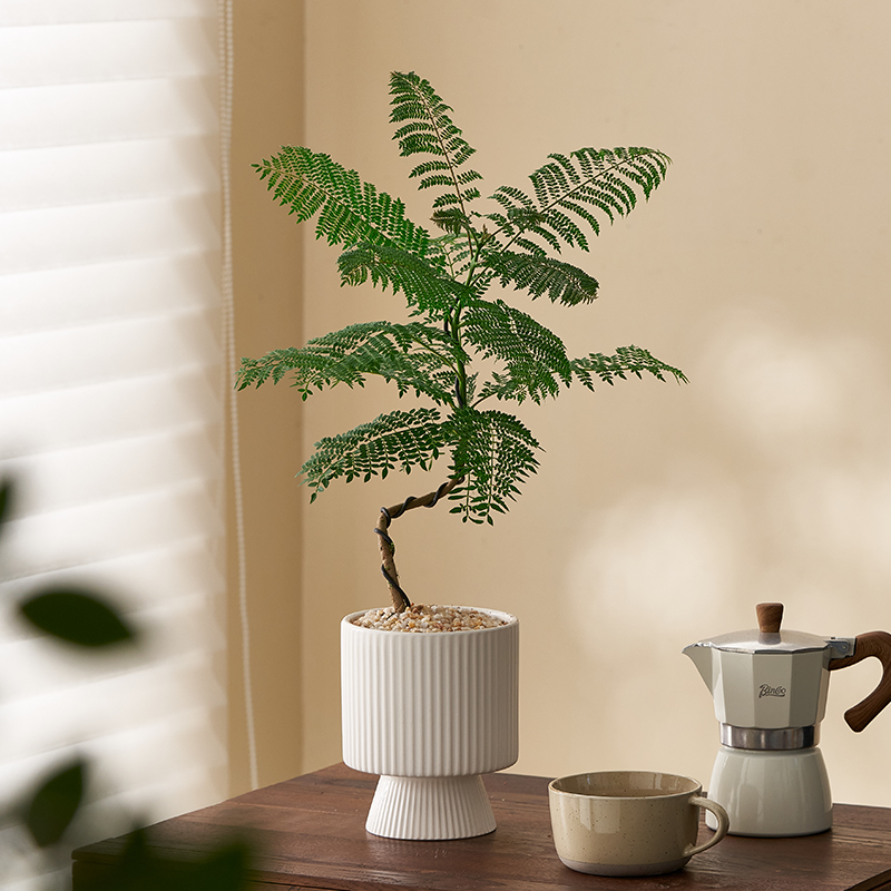 【撒哈拉植物】蓝花楹小众优美造型植物桌面室内盆栽绿植