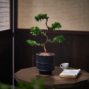 北欧办公室植物五层塔松盆景客厅办公室盆栽放轻松植物室内花卉